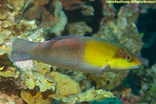 yellowhead wrasse